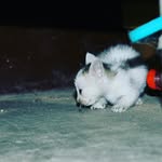 Isabel Newman - @saviorkledio1 - Instagram