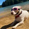 Izzy the Pitbull Corgi - @isabelle_oakley - TikTok