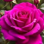 Isabel Del Olmo - Facebook