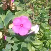Isabel Ozuna - @.isabel.255 - TikTok