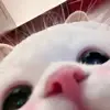 Isabel - @isabelpanggg - TikTok