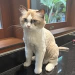 Isabel Pang - @shithitsthefan01 - Instagram