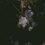 Isabel Patel - @isabelpatel63 - Instagram