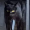 isabellapecoraro80 - @isabellapecoraro80 - TikTok