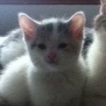 Isabel Petersen - @camokitty300 - Instagram