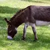 Isabella Pham - @sad_.donkey - TikTok