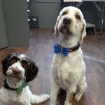 Isabel Phillips - @stanley_charlie101 - Instagram