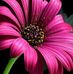 Isabel Pinzon Pinzon - Facebook