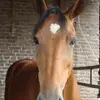isabelplatt2 - @isabelplatt2 - TikTok
