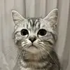 IsabelPotts - @isabelpottsihltwgi - TikTok