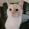 isabellapressley - @isabellapressley - TikTok