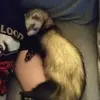 Izzzy_dizzzy - @isabellpressley - TikTok