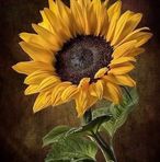 Isabel Puga - Facebook