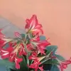 Isabel Rascon - @isabel.rascon5 - TikTok