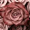 isabelrascon97 - @isabelrascon97 - TikTok