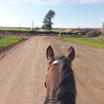 Isabel Rees - @solar_equine - Instagram