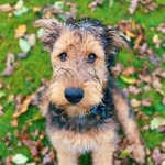 Isabel Rees - @my_albus_dumbledog - Instagram