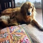 Isabel Rizzo - @isabelrizzo1946 - Instagram