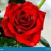 Isabel Roque - Facebook