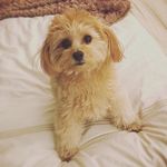 Isabella Damiyano-Rosenberg - @maltipoo_of_nyc - Instagram