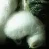 Isabell Rowan - @isabell.rowan - TikTok