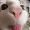 Isabelle Rowe - @isabelle.rowe - TikTok
