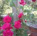 Isabel Witting Schuler - Facebook