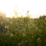 Isabel Shepherd - @ias.2002photography - Instagram
