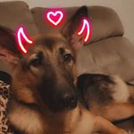 Isabel Jane Garcia - @isabel_thegermansheppard - Instagram