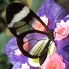 Isabel_Smart - @isabel_smart - TikTok