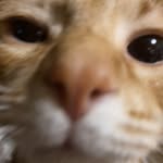 Izzy🙀 - @isabel.spencer1 - Instagram