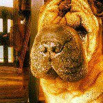Isabella Steinberg - @isabellathesharpei - Instagram