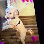 Isabella Strasser - @istra79 - Instagram