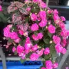 Maria Isabel Verdin - @maria.isabel.vive7 - TikTok