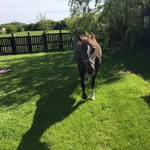 Isabel Walden - @walden.isabel - Instagram