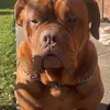 Puppy - @isabellawaldron5 - TikTok