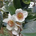 Isabel Werner - @hornopiren.cl - Instagram