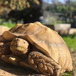 Isabelle Whaley - @izzythetortoise - Instagram