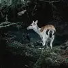 isabelle.whitlock - @isabelle.whitlock - TikTok
