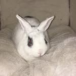 Isabel Wilde - @shadowwilde - Instagram