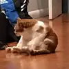 isabella_yoder - @isabella_yoder - TikTok