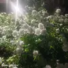 Isabela Chavez - @isabela.chavez44 - TikTok