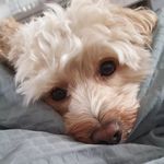 Isabell Decker - @cavapoo_gismo_doglife - Instagram