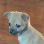 I'm Levi's new puppy - @isabell_moon99 - Instagram