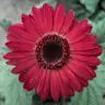 Isabella Abdullah - @30447400569 - TikTok