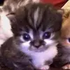 Isa - @isabella_bacci09 - TikTok