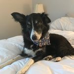 Isabella Border Collie - @isabella_ball_life - Instagram
