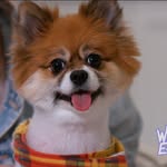 Isabella aka Bean - @isabellabeanthepom - Instagram