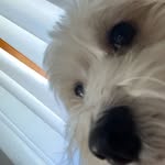 Isabella Pedicelli - @isabella_beanyped27 - Instagram