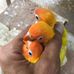 Isabela Crist Bird - Facebook